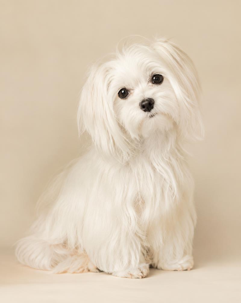 White Maltese puppy
